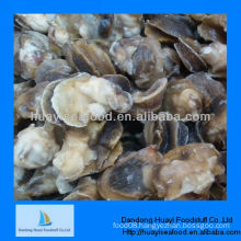 Fresh frozen iqf moon snail